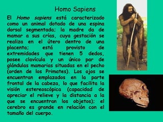 El Homo sapiens está caracterizado
como un animal dotado de una espina
dorsal segmentada; la madre da de
mamar a sus crías, cuya gestación se
realiza en el útero dentro de una
placenta; está provisto de
extremidades que tienen 5 dedos,
posee clavícula y un único par de
glándulas mamarias situadas en el pecho
(orden de los Primates). Los ojos se
encuentran emplazados en la parte
frontal de la cabeza, lo que facilita la
visión estereoscópica (capacidad de
apreciar el relieve y la distancia a la
que se encuentran los objetos); el
cerebro es grande en relación con el
tamaño del cuerpo.
Homo Sapiens
 