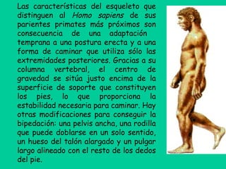 Las características del esqueleto que
distinguen al Homo sapiens de sus
parientes primates más próximos son
consecuencia de una adaptación
temprana a una postura erecta y a una
forma de caminar que utiliza sólo las
extremidades posteriores. Gracias a su
columna vertebral, el centro de
gravedad se sitúa justo encima de la
superficie de soporte que constituyen
los pies, lo que proporciona la
estabilidad necesaria para caminar. Hay
otras modificaciones para conseguir la
bipedación: una pelvis ancha, una rodilla
que puede doblarse en un solo sentido,
un hueso del talón alargado y un pulgar
largo alineado con el resto de los dedos
del pie.
 