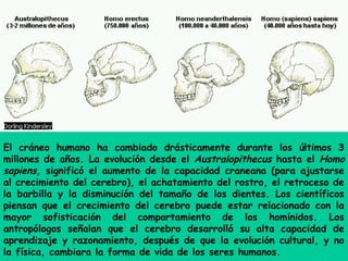 El cráneo humano ha cambiado drásticamente durante los últimos 3
millones de años. La evolución desde el Australopithecus hasta el Homo
sapiens, significó el aumento de la capacidad craneana (para ajustarse
al crecimiento del cerebro), el achatamiento del rostro, el retroceso de
la barbilla y la disminución del tamaño de los dientes. Los científicos
piensan que el crecimiento del cerebro puede estar relacionado con la
mayor sofisticación del comportamiento de los homínidos. Los
antropólogos señalan que el cerebro desarrolló su alta capacidad de
aprendizaje y razonamiento, después de que la evolución cultural, y no
la física, cambiara la forma de vida de los seres humanos.
 