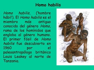 Homo habilis, (‘hombre
hábil’). El Homo habilis es el
miembro más antiguo
conocido del género Homo,
rama de los homínidos que
engloba al género humano.
El primer fósil de Homo
habilis fue descubierto en
1960 por el
paleoantropólogo británico
Louis Leakey al norte de
Tanzania.
Homo habilis
 