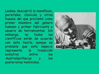 Leakey descubrió la mandíbula,
parietales, clavícula y otros
huesos del que proclamó como
primer miembro del género
humano y primer fabricante y
usuario de herramientas. Sin
embargo, no todos los
científicos están de acuerdo
con esta teoría, aunque es
probable que esta especie
represente la transición
evolutiva entre los
Australopithecus y los
posteriores homínidos.
 