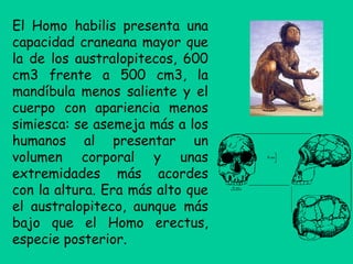 El Homo habilis presenta una
capacidad craneana mayor que
la de los australopitecos, 600
cm3 frente a 500 cm3, la
mandíbula menos saliente y el
cuerpo con apariencia menos
simiesca: se asemeja más a los
humanos al presentar un
volumen corporal y unas
extremidades más acordes
con la altura. Era más alto que
el australopiteco, aunque más
bajo que el Homo erectus,
especie posterior.
 