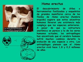 El descubrimiento de útiles o
herramientas fosilizadas y esqueletos
de grandes mamíferos cerca de los
fósiles de Homo erectus (hombre
erguido) sugiere que estos ancestros
humanos llevaron una existencia más
compleja que las especies anteriores.
A pesar de que su estructura
anatómica se parece a la de los seres
humanos actuales, los antropólogos
han encontrado que el cerebro humano
sufrió muchos cambios durante la
evolución de una especie a otra. Los
antropólogos piensan que el Homo
erectus vivió hace 1,8 y 0,2 millones
de años.
Homo erectus
 