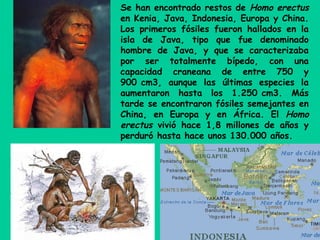 Se han encontrado restos de Homo erectus
en Kenia, Java, Indonesia, Europa y China.
Los primeros fósiles fueron hallados en la
isla de Java, tipo que fue denominado
hombre de Java, y que se caracterizaba
por ser totalmente bípedo, con una
capacidad craneana de entre 750 y
900 cm3, aunque las últimas especies la
aumentaron hasta los 1.250 cm3. Más
tarde se encontraron fósiles semejantes en
China, en Europa y en África. El Homo
erectus vivió hace 1,8 millones de años y
perduró hasta hace unos 130.000 años.
 