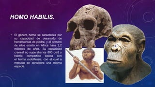 HOMO HABILIS.
• El género homo se caracteriza por
su capacidad de desarrollo de
herramientas de piedra, y el primero
de ellos existió en África hace 2,2
millones de años. Su capacidad
craneal no superaba los 800 cm3 y
habría compartido época con
el Homo rudolfensis, con el cual a
menudo se considera una misma
especie.
 