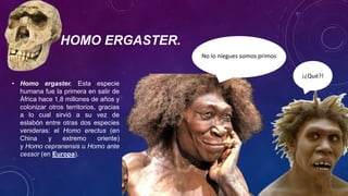 HOMO ERGASTER.
• Homo ergaster. Esta especie
humana fue la primera en salir de
África hace 1,8 millones de años y
colonizar otros territorios, gracias
a lo cual sirvió a su vez de
eslabón entre otras dos especies
venideras: el Homo erectus (en
China y extremo oriente)
y Homo cepranensis u Homo ante
cessor (en Europa).
No lo niegues somos primos
¡¿Qué?!
 
