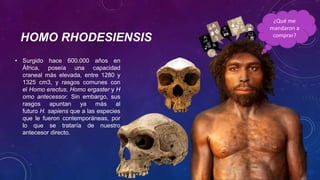 HOMO RHODESIENSIS
• Surgido hace 600.000 años en
África, poseía una capacidad
craneal más elevada, entre 1280 y
1325 cm3, y rasgos comunes con
el Homo erectus, Homo ergaster y H
omo antecessor. Sin embargo, sus
rasgos apuntan ya más al
futuro H. sapiens que a las especies
que le fueron contemporáneas, por
lo que se trataría de nuestro
antecesor directo.
¿Qué me
mandaron a
comprar?
 
