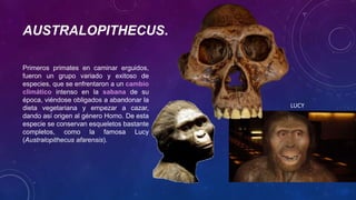AUSTRALOPITHECUS.
Primeros primates en caminar erguidos,
fueron un grupo variado y exitoso de
especies, que se enfrentaron a un cambio
climático intenso en la sabana de su
época, viéndose obligados a abandonar la
dieta vegetariana y empezar a cazar,
dando así origen al género Homo. De esta
especie se conservan esqueletos bastante
completos, como la famosa Lucy
(Australopithecus afarensis).
LUCY
 