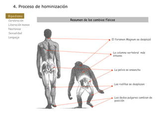 Origen del hombre y el proceso de hominización | PPT