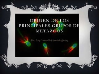 ORIGEN DE LOS
PRINCIPALES GRUPOS DE
      METAZOOS

    Por: Luz Esmeralda Hernández Juárez
 