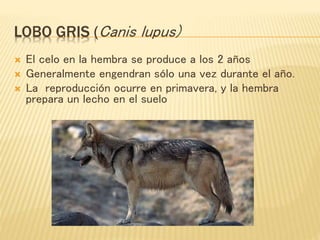 Origen del perro Evolución del Lobo PPT