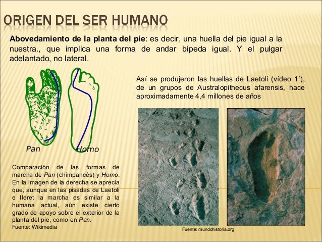 Abovedamiento de la planta del pie: es decir, una huella del pie igual a la
nuestra., que implica una forma de andar bíped...