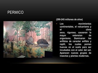 PERMICO
(290-245 millones de años)
• Los movimientos
continentales, el volcanismo y
el clima
seco, riguroso, causaron la
mayor extension de
organismo. Dominaron los
anfibios de caracter anfibio y
reptil, los cuales ponian
huevos en el suelo para ser
incubados con el calor del sol.
Aparecen nuevos grupos de
insectos y plantas modernas.
 