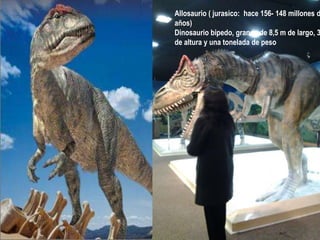 Allosaurio ( jurasico: hace 156- 148 millones d
años)
Dinosaurio bipedo, grande de 8,5 m de largo, 3
de altura y una tonelada de peso
 