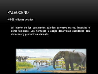 PALEOCENO
(65-56 millones de años)
Al interior de los continentes existian extensos mares. Imperaba el
clima templado. Las hormigas y abejar desarrollan cualidades para
almacenar y producir su alimento.
 