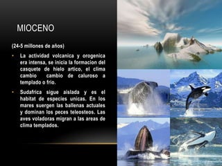 MIOCENO
(24-5 millones de años)
• La actividad volcanica y orogenica
era intensa, se inicia la formacion del
casquete de hielo artico, el clima
cambio cambio de caluroso a
templado o frio.
• Sudafrica sigue aislada y es el
habitat de especies unicas. En los
mares suergen las ballenas actuales
y dominan los peces teleosteos. Las
aves voladoras migran a las areas de
clima templados.
 