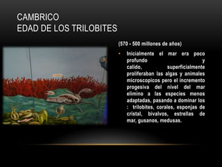 CAMBRICO
EDAD DE LOS TRILOBITES
(570 - 500 millones de años)
• Inicialmente el mar era poco
profundo y
calido, superficialmente
proliferaban las algas y animales
microscopicos pero el incremento
progesiva del nivel del mar
elimino a las especies menos
adaptadas, pasando a dominar los
: trilobites, corales, esponjas de
cristal, bivalvos, estrellas de
mar, gusanos, medusas.
 