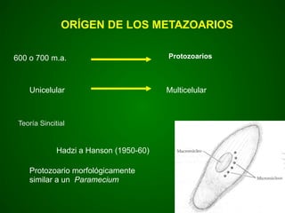ORÍGEN DE LOS METAZOARIOS
600 o 700 m.a. Protozoarios
Unicelular
Teoría Sincitial
Multicelular
Hadzi a Hanson (1950-60)
Protozoario morfológicamente
similar a un Paramecium
 