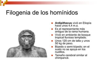 Filogenia de los homínidos
 Ardipithecus vivió en Etiopìa
hace unos 4,4 m.a.
 Es el representante más
antiguo de la rama humana.
 Vivió en ambiente de bosque
tropical lluvioso templado.
 Unos 120 cm de talla y unos
50 kg de peso.
 Bípedo o semi-bípedo; en el
suelo no se apoya en los
nudillos.
 Tamaño cerebral similar al
chimpancé.
 