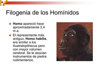 Filogenia de los Homínidos
 Homo apareció hace
aproximadamente 2,4
m.a.
 El representante más
antiguo, Homo habilis,
era similar a los
Australopithecus pero
con mayor volumen
cerebral. Se le asocian
instrumentos de piedra
rudimentarios.
 