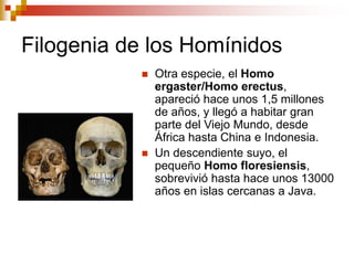 Filogenia de los Homínidos
 Otra especie, el Homo
ergaster/Homo erectus,
apareció hace unos 1,5 millones
de años, y llegó a habitar gran
parte del Viejo Mundo, desde
África hasta China e Indonesia.
 Un descendiente suyo, el
pequeño Homo floresiensis,
sobrevivió hasta hace unos 13000
años en islas cercanas a Java.
 