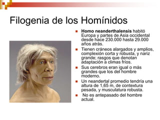 Filogenia de los Homínidos
 Homo neanderthalensis habitó
Europa y partes de Asia occidental
desde hace 230.000 hasta 29.000
años atrás.
 Tienen cráneos alargados y amplios,
complexión corta y robusta, y nariz
grande; rasgos que denotan
adaptación a climas fríos.
 Sus cerebros eran igual o más
grandes que los del hombre
moderno.
 Un neandertal promedio tendría una
altura de 1,65 m, de contextura
pesada, y musculatura robusta.
 No es antepasado del hombre
actual.
 