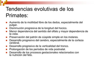 Tendencias evolutivas de los
Primates:
 Aumento de la motilidad libre de los dedos, especialmente del
pulgar.
 Disminución progresiva de la longitud del hocico.
 Menor dependencia del sentido del olfato y mayor dependencia de
la vista.
 Preservación del patrón de cúspide simple en los molares.
 Desarrollo progresivo del cerebro, especialmente de la corteza
cerebral.
 Desarrollo progresivo de la verticalidad del tronco.
 Prolongación de los períodos de vida postnatal.
 Desarrollo de los procesos gestacionales relacionados con
la nutrición del feto.
 