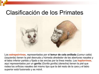 Clasificación de los Primates
Los estrepsirrinos, representados por el lemur de cola anillada (Lemur catta)
(izquierda) tienen la piel desnuda y húmeda alrededor de las aberturas nasales y
el labio inferior partido y fijado a las encías por la línea media. Los haplorrinos,
aquí representados por un gorila (Gorilla gorilla) (derecha) tienen la piel que
rodea los orificios nasales del mismo tipo que la del resto de la cara y el labio
superior está fusionado y es móvil.
 