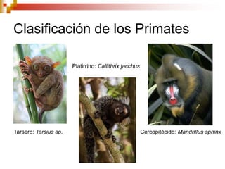 Clasificación de los Primates
Tarsero: Tarsius sp.
Platirrino: Callithrix jacchus
Cercopitécido: Mandrillus sphinx
 