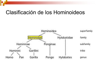Clasificación de los Hominoideos
 
