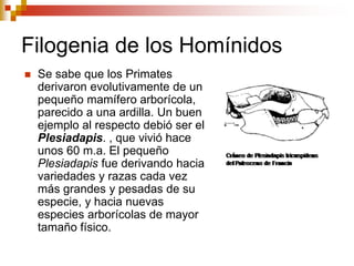 Filogenia de los Homínidos
 Se sabe que los Primates
derivaron evolutivamente de un
pequeño mamífero arborícola,
parecido a una ardilla. Un buen
ejemplo al respecto debió ser el
Plesiadapis. , que vivió hace
unos 60 m.a. El pequeño
Plesiadapis fue derivando hacia
variedades y razas cada vez
más grandes y pesadas de su
especie, y hacia nuevas
especies arborícolas de mayor
tamaño físico.
 