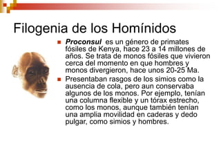 Filogenia de los Homínidos
 Proconsul es un género de primates
fósiles de Kenya, hace 23 a 14 millones de
años. Se trata de monos fósiles que vivieron
cerca del momento en que hombres y
monos divergieron, hace unos 20-25 Ma.
 Presentaban rasgos de los simios como la
ausencia de cola, pero aun conservaba
algunos de los monos. Por ejemplo, tenían
una columna flexible y un tórax estrecho,
como los monos, aunque también tenían
una amplia movilidad en caderas y dedo
pulgar, como simios y hombres.
 
