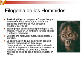 Filogenia de los Homínidos
 Australopithecus comprende 5 especies que
vivieron en África entre 4,2 y 2,5 m.a. Su
capacidad craneana es muy pequeña,
alrededor de 400 cc.
 Eran bípedos con capacidad para trepar a los
árboles, y vivía en un ambiente forestal abierto
o sabanas arboladas.
 Su dieta era herbívora: frutos, hojas, raíces y
semillas.
 La confirmación de que caminaban con una
eficiente bipedestación llegó con el
descubrimiento de un conjunto de huellas de
homínidos impresas sobre una capa de ceniza
volcánica húmeda de unos tres y medio
millones de años de edad, cerca de Laetoli en
África.
 