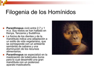Filogenia de los Homínidos
 Paranthropus vivió entre 2,7 y 1
m.a. Sus restos se han hallado en
Kenya, Tanzania y Sudáfrica.
 La forma de los dientes y de la
mandíbula indica una adaptación a
un estilo de vida vegetariano, que
se corresponde con un ambiente
semiárido de sabana y una
disminución de los recursos
alimentarios.
 Paranthropus se especializó en la
masticación de tubérculos duros
para lo cual desarrolló una gran
mandíbula con un poderoso
aparato masticatorio.
 