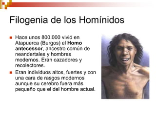 Filogenia de los Homínidos
 Hace unos 800.000 vivió en
Atapuerca (Burgos) el Homo
antecessor, ancestro común de
neandertales y hombres
modernos. Eran cazadores y
recolectores.
 Eran individuos altos, fuertes y con
una cara de rasgos modernos
aunque su cerebro fuera más
pequeño que el del hombre actual.
 
