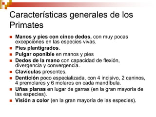 Características generales de los
Primates
 Manos y pies con cinco dedos, con muy pocas
excepciones en las especies vivas.
 Pies plantígrados.
 Pulgar oponible en manos y pies
 Dedos de la mano con capacidad de flexión,
divergencia y convergencia.
 Clavículas presentes.
 Dentición poco especializada, con 4 incisivo, 2 caninos,
4 premolares y 6 molares en cada mandíbula.
 Uñas planas en lugar de garras (en la gran mayoría de
las especies).
 Visión a color (en la gran mayoría de las especies).
 