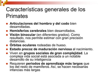 Características generales de los
Primates
 Articulaciones del hombro y del codo bien
desarrolladas.
 Hemisferios cerebrales bien desarrollados.
 Visión binocular (en diferentes grados). Como
resultado, nos permite estimar con gran precisión
distancias.
 Órbitas oculares rodeadas de hueso.
 Estado precoz de maduración nerviosa al nacimiento.
 Viven en grupos sociales de gran complejidad. La
compleja vida social está asociada a un notable
desarrollo de su inteligencia
 Requieren periodos de aprendizaje más largos que
los del resto de mamíferos. Así, se hacen necesarias
infancias más largas
 