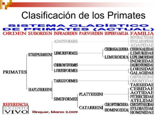 Clasificación de los Primates
 