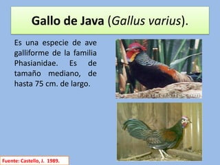 Origen, evolución e historia de la gallina doméstica | PDF
