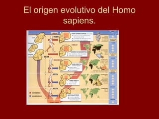 El origen evolutivo del Homo
sapiens.

 