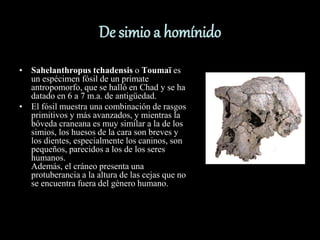 De simio a homínido
• Sahelanthropus tchadensis o Toumaï es
un espécimen fósil de un primate
antropomorfo, que se halló en Chad y se ha
datado en 6 a 7 m.a. de antigüedad.
• El fósil muestra una combinación de rasgos
primitivos y más avanzados, y mientras la
bóveda craneana es muy similar a la de los
simios, los huesos de la cara son breves y
los dientes, especialmente los caninos, son
pequeños, parecidos a los de los seres
humanos.
Además, el cráneo presenta una
protuberancia a la altura de las cejas que no
se encuentra fuera del género humano.
 