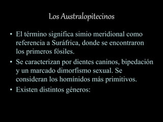 Los Australopitecinos
• El término significa simio meridional como
referencia a Suráfrica, donde se encontraron
los primeros fósiles.
• Se caracterizan por dientes caninos, bipedación
y un marcado dimorfismo sexual. Se
consideran los homínidos más primitivos.
• Existen distintos géneros:
 