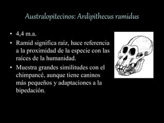 Australopitecinos: Ardipithecus ramidus
• 4,4 m.a.
• Ramid significa raíz, hace referencia
a la proximidad de la especie con las
raíces de la humanidad.
• Muestra grandes similitudes con el
chimpancé, aunque tiene caninos
más pequeños y adaptaciones a la
bipedación.
 