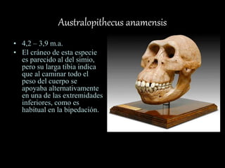 Australopithecus anamensis
• 4,2 – 3,9 m.a.
• El cráneo de esta especie
es parecido al del simio,
pero su larga tibia indica
que al caminar todo el
peso del cuerpo se
apoyaba alternativamente
en una de las extremidades
inferiores, como es
habitual en la bipedación.
 