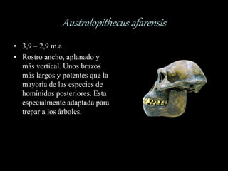 Australopithecus afarensis
• 3,9 – 2,9 m.a.
• Rostro ancho, aplanado y
más vertical. Unos brazos
más largos y potentes que la
mayoría de las especies de
homínidos posteriores. Esta
especialmente adaptada para
trepar a los árboles.
 