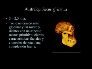 Australopithecus africanus
• 3 – 2,5 m.a.
• Tiene un cráneo más
globular y un rostro y
dientes con un aspecto
menos primitivo, ciertas
características faciales y
craneales denotan una
complexión fuerte.
 