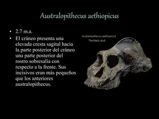 Australopithecus aethiopicus
• 2.7 m.a.
• El cráneo presenta una
elevada cresta sagital hacia
la parte posterior del cráneo
una parte posterior del
rostro sobresalía con
respecto a la frente. Sus
incisivos eran más pequeños
que los anteriores
australopithecus.
 