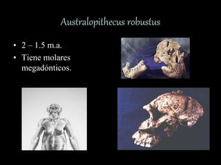 Australopithecus robustus
• 2 – 1.5 m.a.
• Tiene molares
megadónticos.
 