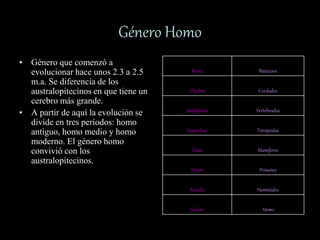 Género Homo
• Género que comenzó a
evolucionar hace unos 2.3 a 2.5
m.a. Se diferencia de los
australopitecinos en que tiene un
cerebro más grande.
• A partir de aquí la evolución se
divide en tres períodos: homo
antiguo, homo medio y homo
moderno. El género homo
convivió con los
australopitecinos.
Reino Metazoos
Phylum Cordados
Subphylum Vertebrados
Superclase Tetrápodos
Clase Mamíferos
Orden Primates
Familia Homínidos
Género Homo
 