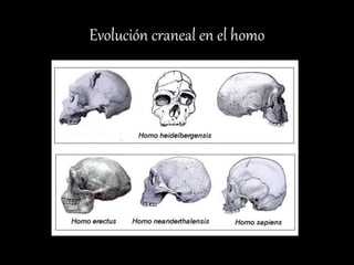 Evolución craneal en el homo
 